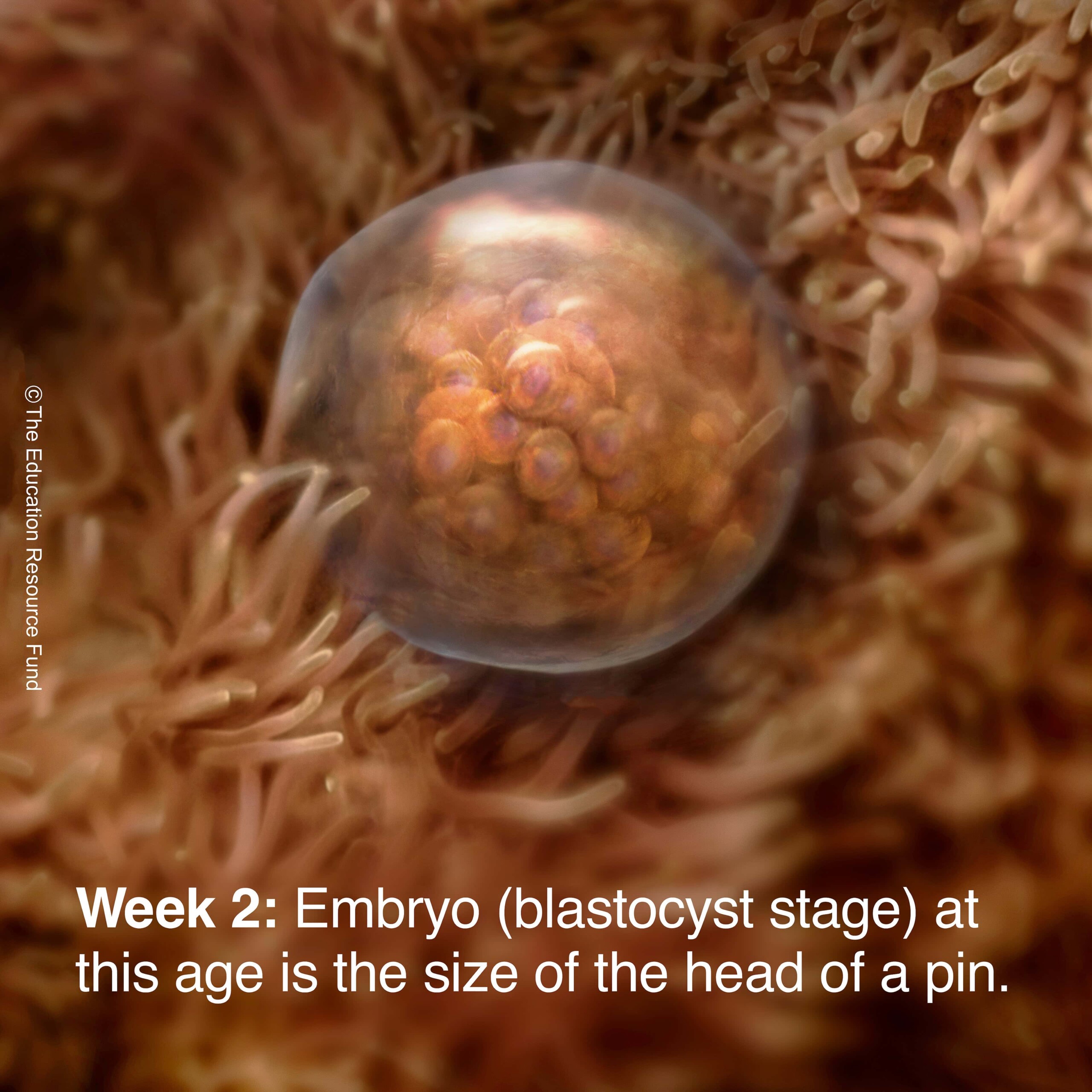 Week 2: Embryo (blastocyst stage) at this age is the size of the head of a pin.