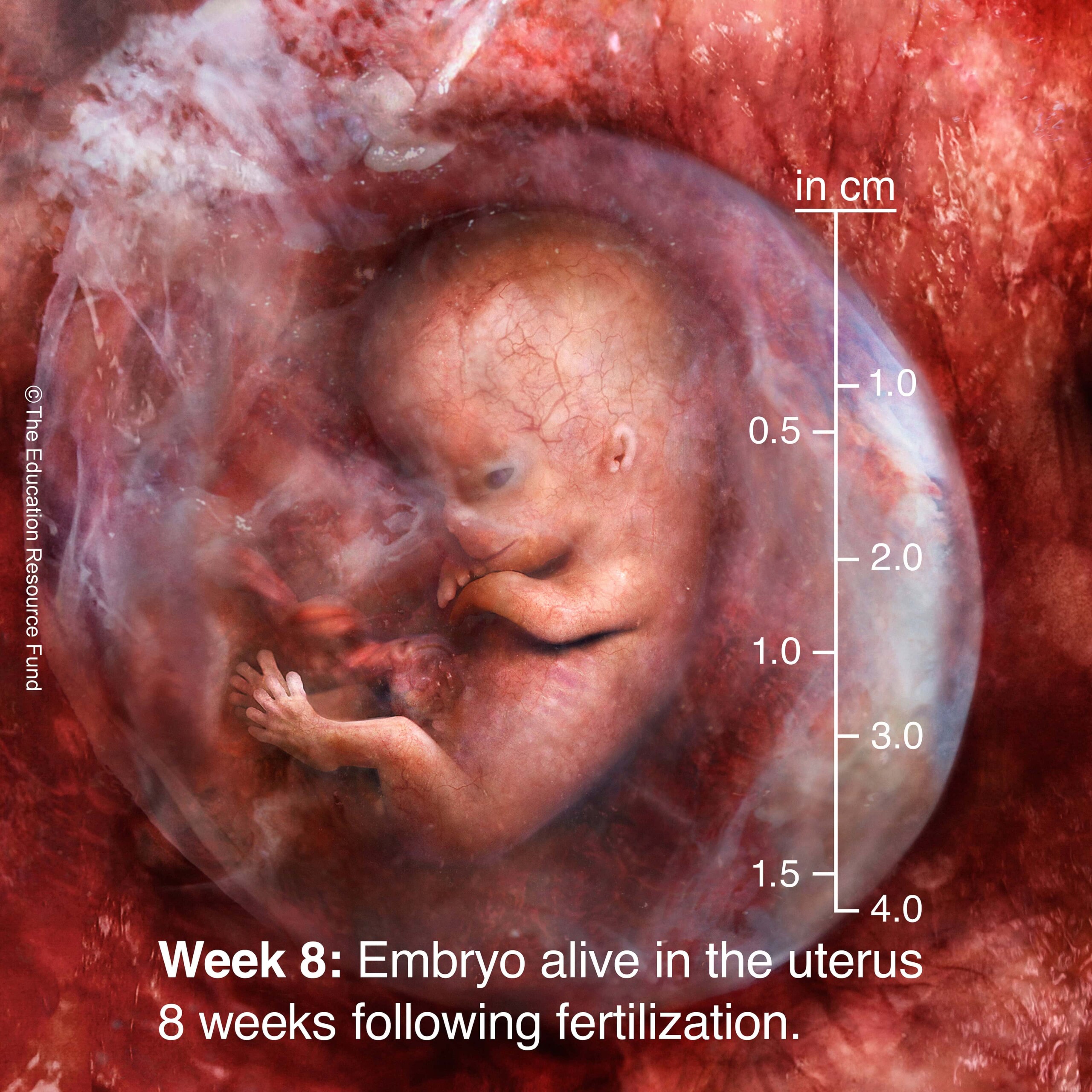 Week 8: Embryo alive in the uterus 8 weeks following fertilization