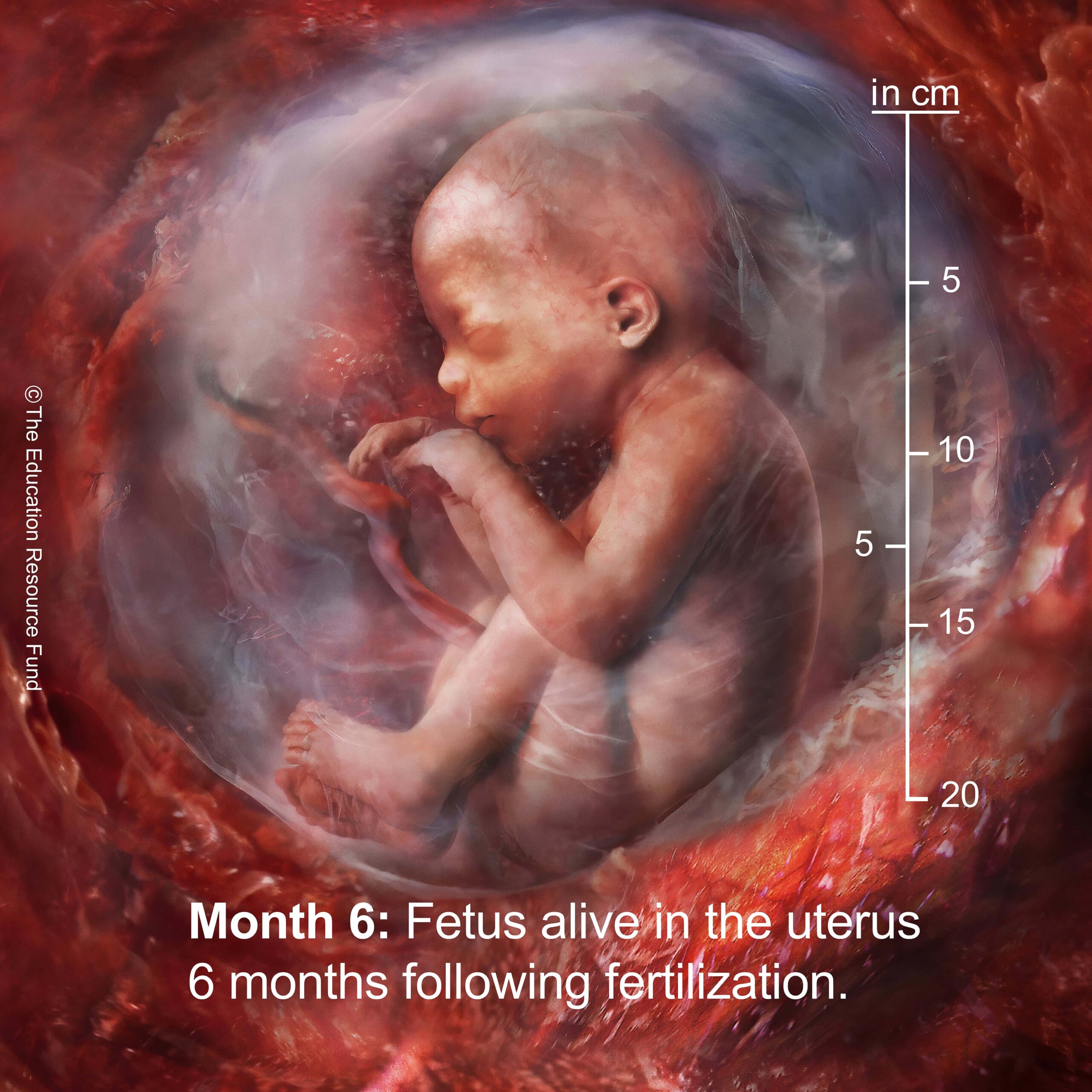 Month 6: Embryo alive in the uterus 6 months following fertilization