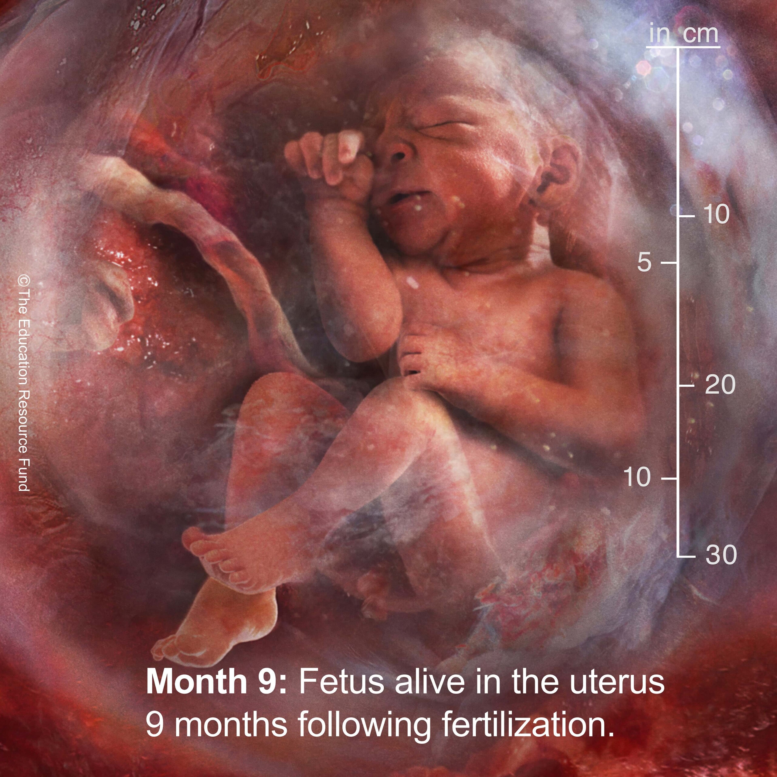 Month 9: Embryo alive in the uterus 9 months following fertilization