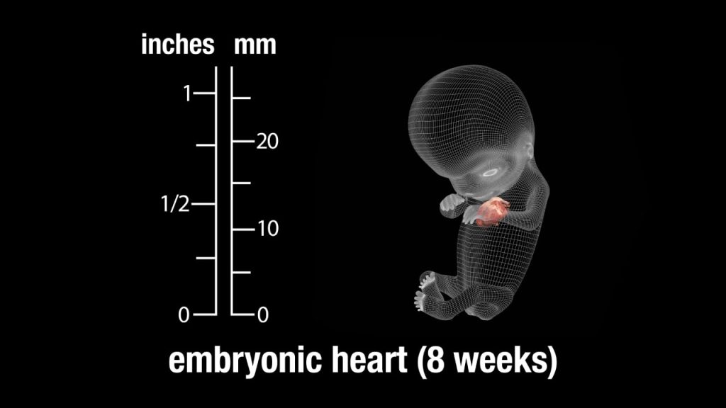 Embryonic Heart (8 Weeks)