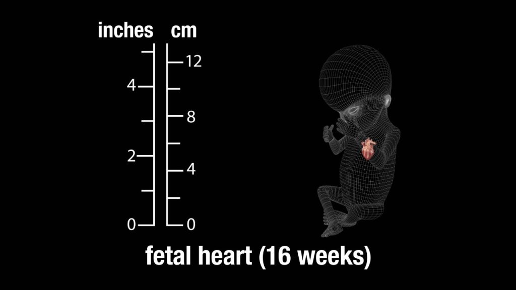 Fetal Heart (16 Weeks)